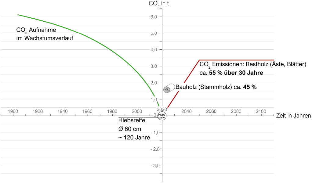 Bild 10 CO2-Bilanz Buche bei üblicher Fällung
Quelle: ACMS Architekten GmbH