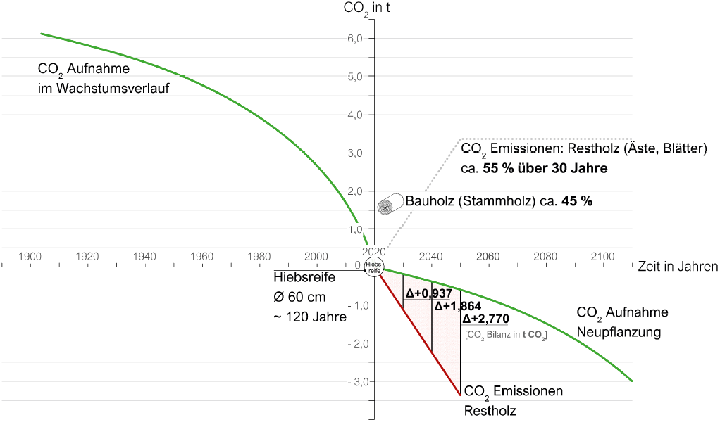 Bild 11 CO2-Bilanz Buche mit Neupflanzung: durch die geringe Bauholznutzung kann die Neupflanzung die Emissionen in den kommenden Jahrzehnten nicht kompensieren
Quelle: ACMS Architekten GmbH