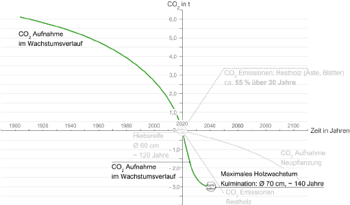 Bild 12 CO2-Bilanz Buche bei Weiterwachstum bis Kulmination
Quelle: ACMS Architekten GmbH