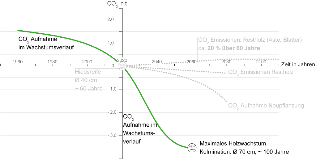 Bild 8 CO2-Bilanz Fichte bei Weiterwachstum bis Kulmination
Quelle: ACMS Architekten GmbH