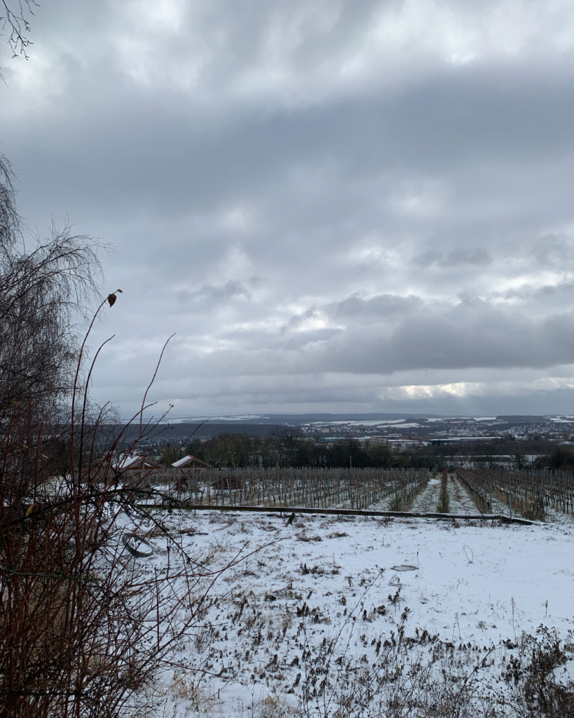 Bild 4 Blick auf die Weinreben am einzigen Weingut Weimars
Quelle: Iannone/Heyer