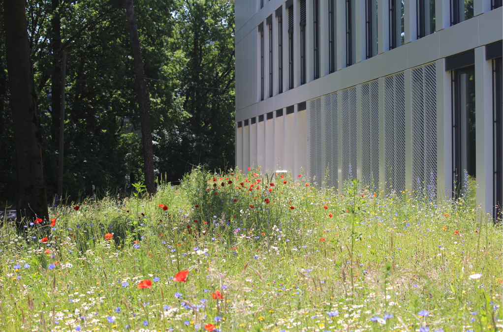 Bild 1 Außengelände mit Wildblumenwiese am Goldbeck-Standort Bielefeld (Quelle: Carlotta Wortmann/Goldbeck)