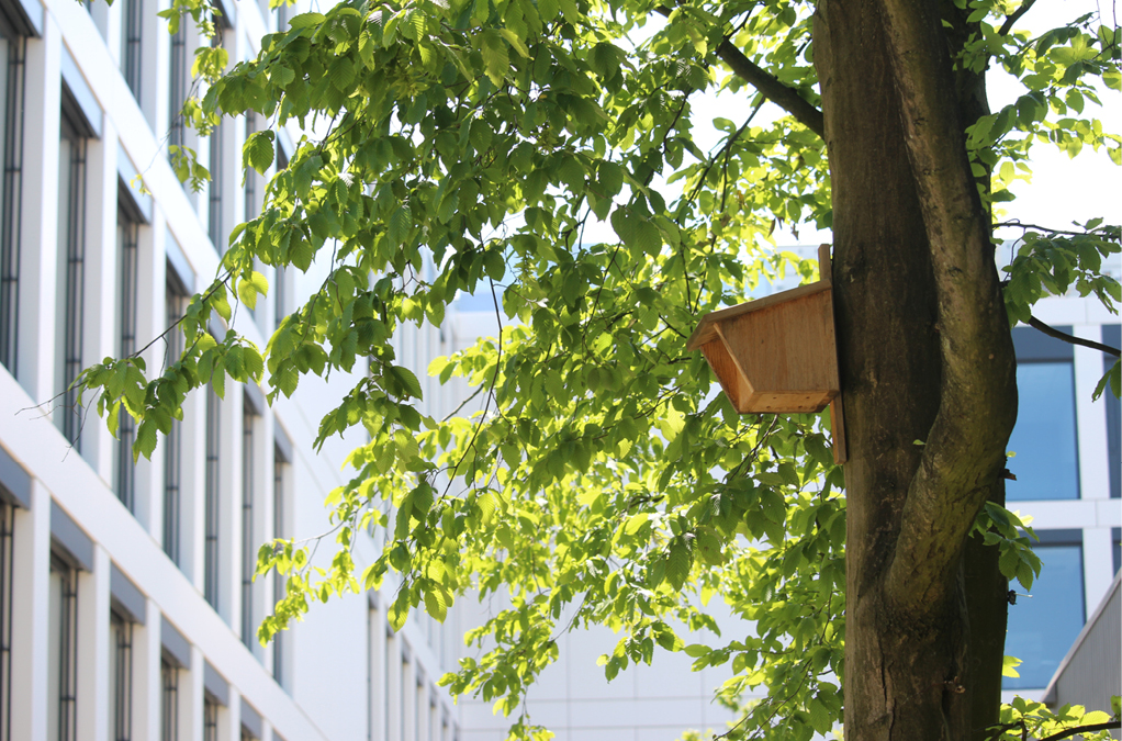 Bild 4 Nisthilfe am Goldbeck-Standort Bielefeld (Quelle: Carlotta Wortmann, Goldbeck)
