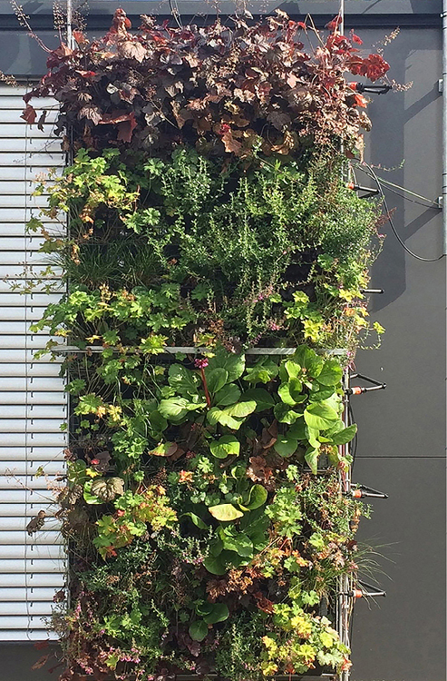 Bild 4 Misch-/Regalsystem; a) Kramer Gartenbau, München (07/2020) und b) Kletterpflanze, Jakob GmbH, Ostfildern (06/2022) (Quelle: Ohm-AR)