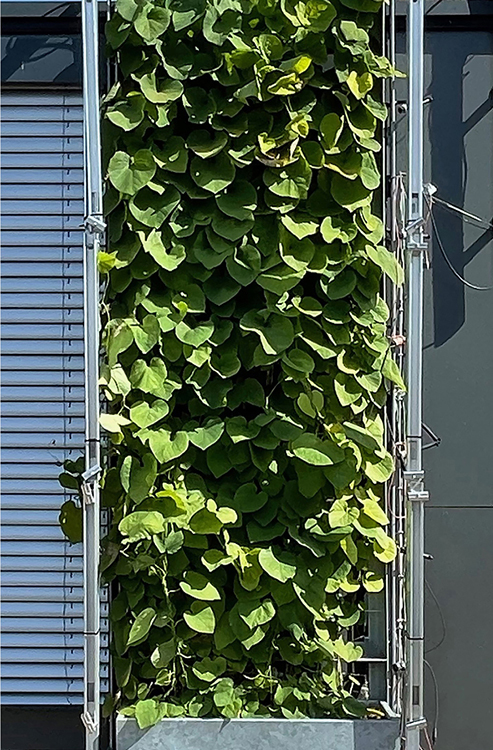 Bild 4 Misch-/Regalsystem; a) Kramer Gartenbau, München (07/2020) und b) Kletterpflanze, Jakob GmbH, Ostfildern (06/2022) (Quelle: Ohm-AR)